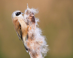 Male Penduline Tit
