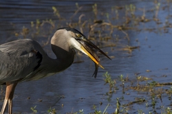 Great Blue Heron _0046