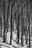 Through the Snowy Beech Wood