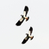 Lapwings in flight over Big Otmoor