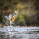 Kingfisher exit 1