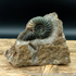 Sold scun 156 Aegasteroceras sp