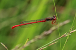 Small Red Damselfly side view, Arne RSPB Nature Reserve, Dorset