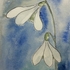 Snowdrops