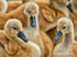 Cygnet Ring
