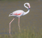 Greater Flamingo