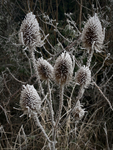 Frosted Teazels