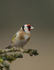 GOLDFINCH REF GOLD 1