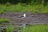 Baltic Gull