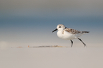 Sanderling pauses on North Beach, Fort De Soto, Florida