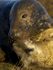 GREY SEAL ( FEMALE & PUP )
