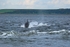 Bottlenose Dolphin