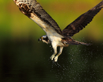 Close-up of an Osprey in flight at Rothiemurchus