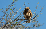 Howler monkey female