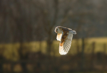 Barn Owl