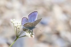 Common Blue