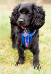 Dog Portrait Photography portfolio