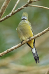 Long-tailed Silky-flycatcher (female), Costa Rica