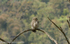 Asian Barred Owlet