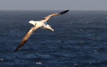 Wandering Albatros