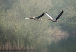 Greylags In Flight