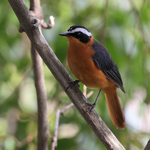 White-browed Robin-Chat (Heuglin's Robin) portfolio