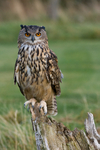 Eagle Owl