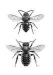 Melecta and Anthidium Combo