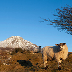 Sheep with a snow covered Mount Errigal, Co Donegal, Ireland