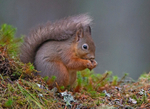 Red Squirrel - Sciurus vulgaris