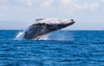 Whale Boat 4