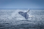 Breach