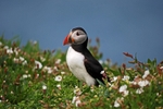Puffin