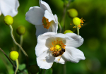Honey Bee on a Anemone Flower