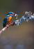 KINGFISHER no 4