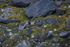 Arctic fox 8884