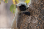 Langur
