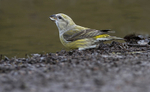Female Crossbill
