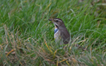 Bluethroat