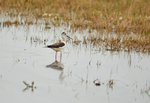 Black-winged Stilts