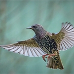 Gold-John Whitehurst-Starling Flight copy