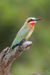 White-fronted Bee-eater portrait