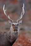 Sika Deer stag portrait, Arne RSPB