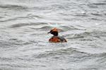 Slavonian Grebe