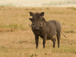 Warthog