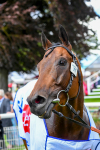 290723-Race 2-Aberama Gold-0478