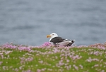 Great Black-backed Gull