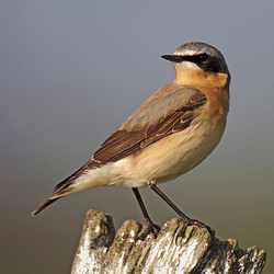 wheatear