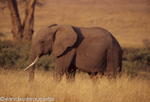 Elephant in the N'gorongoro crater