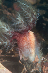 Thyonidium drummondii